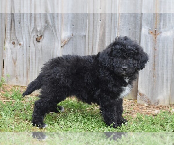 Medium Photo #2 Aussiedoodle Puppy For Sale in NEW MARKET, TN, USA