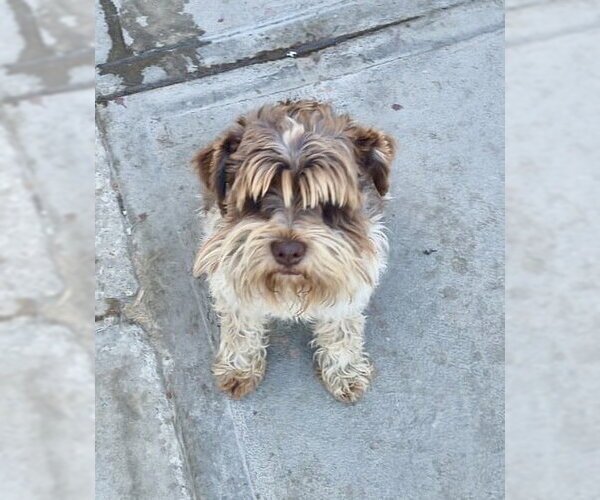 Medium Photo #1 - Mix Puppy For Sale in San Diego, CA, USA
