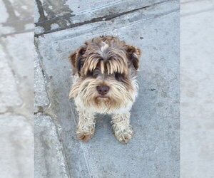 - Mix Dogs for adoption in San Diego, CA, USA