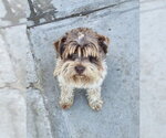 Theo - Male - Mix Dog for Adoption - Small photo