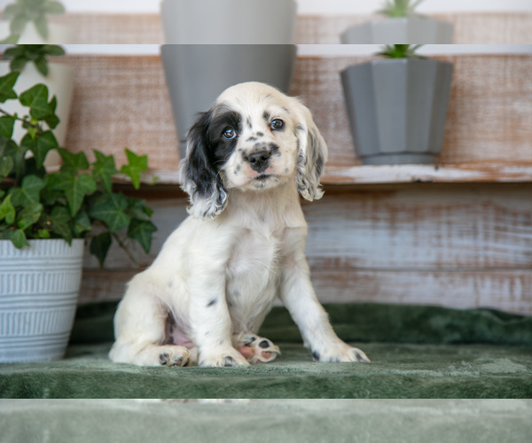Medium Photo #1 Cocker Spaniel Puppy For Sale in SHREVE, OH, USA