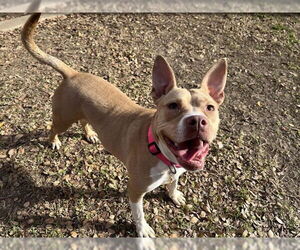 Mutt Dogs for adoption in Plano, TX, USA