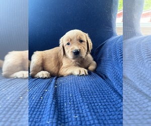 Golden Irish-Golden Retriever Mix Puppy for sale in SOUTH WATERFORD, ME, USA