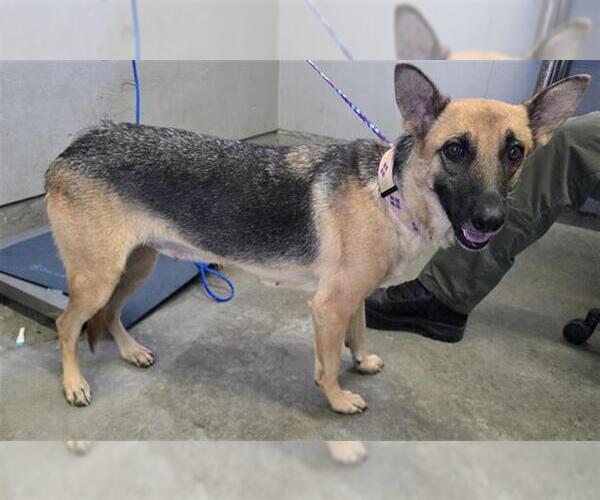 Medium Photo #1 German Shepherd Dog Puppy For Sale in Camarillo, CA, USA