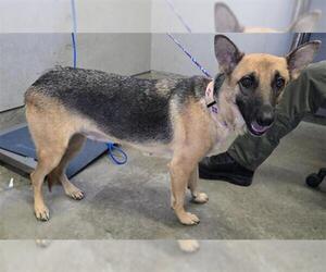 German Shepherd Dog Dogs for adoption in Camarillo, CA, USA