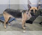 Small German Shepherd Dog