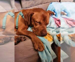 Brock - Male Mutt Dog for Adoption - Photo #6