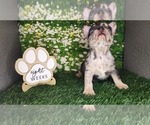 Small #2 French Bulldog