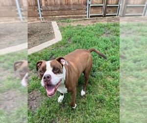 American Pit Bull Terrier-Unknown Mix Dogs for adoption in Plano, TX, USA