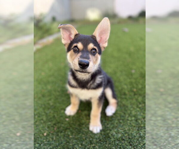 Medium Photo #7 Mutt Puppy For Sale in Pacifica, CA, USA