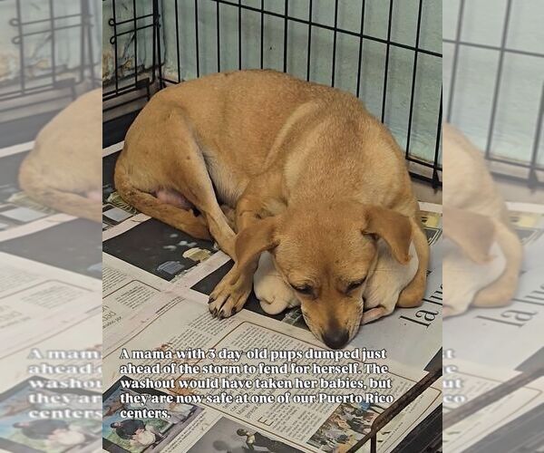 Medium Photo #6 Labrador Retriever-Unknown Mix Puppy For Sale in Virginia Beach, VA, USA