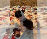 Small Photo #27 Boston Terrier Puppy For Sale in MACON, GA, USA