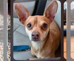Small #3 Chihuahua
