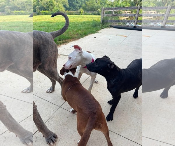 Medium Photo #8 American Pit Bull Terrier-Unknown Mix Puppy For Sale in Germantown, OH, USA