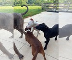 Small #7 American Pit Bull Terrier Mix