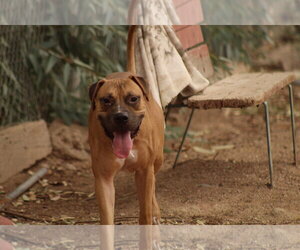 Dill - Male Boxer-Mastiff Mix Dog for Adoption - Photo #2