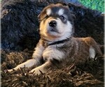 Small Photo #49 Alaskan Malamute Puppy For Sale in MIDWEST CITY, OK, USA