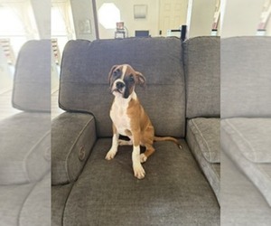 Medium Boxer