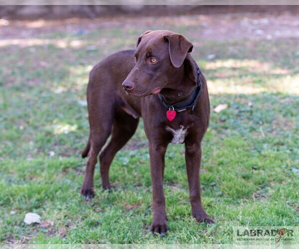 Medium Photo #4 Labrador Retriever-Unknown Mix Puppy For Sale in Clovis, CA, USA