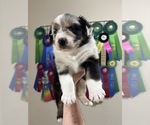 Small Photo #9 Australian Shepherd Puppy For Sale in CIRCLEVILLE, KS, USA
