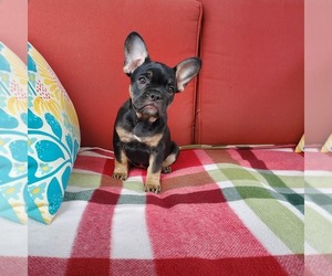 French Bulldog Puppy for sale in SHERIDAN, OR, USA