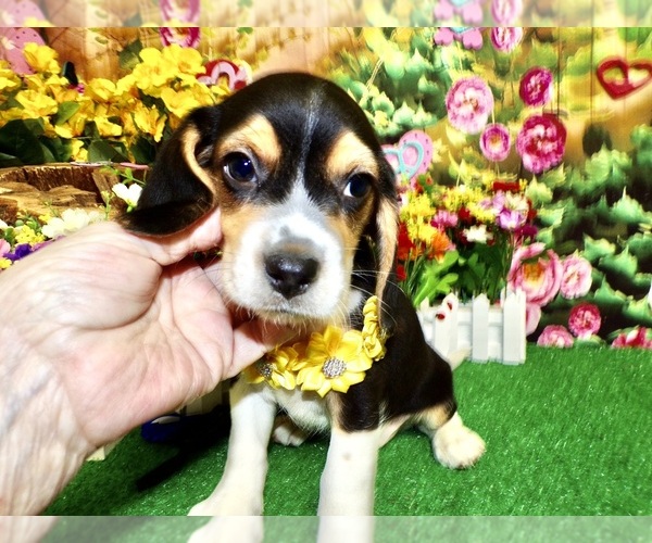 Medium Photo #7 Beagle Puppy For Sale in HAMMOND, IN, USA