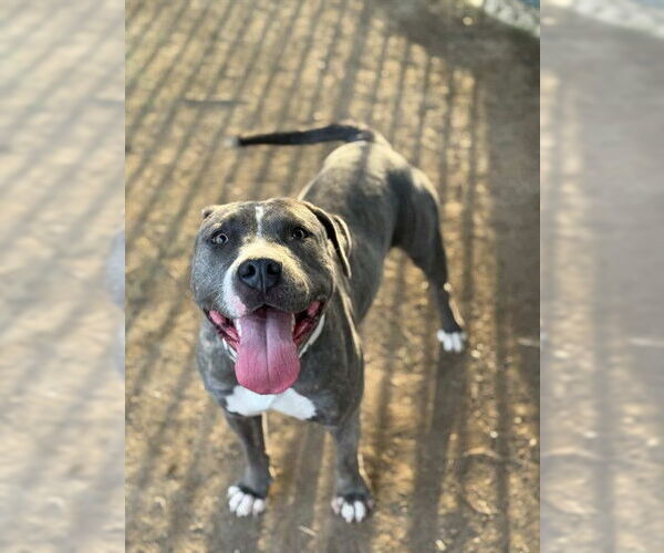 Medium Photo #2 Mutt Puppy For Sale in Riverside, CA, USA