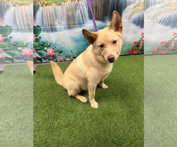 Medium Photo #2 Shiba Inu-Siberian Husky Mix Puppy For Sale in Euless, TX, USA