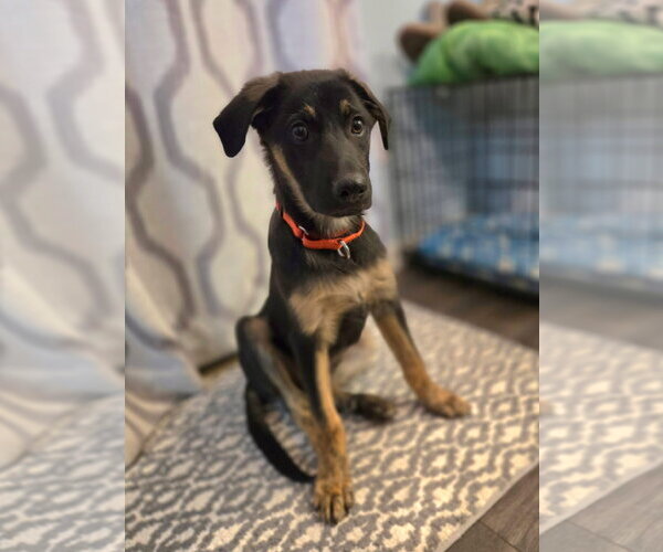 Medium Photo #1 German Shepherd Dog-Unknown Mix Puppy For Sale in New London, WI, USA