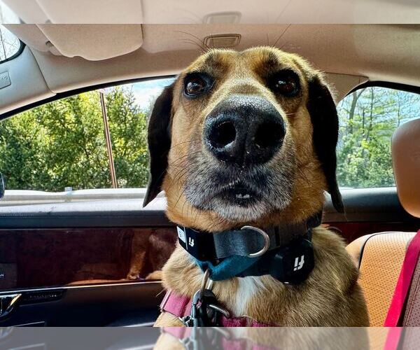 Medium Photo #5 Mutt Puppy For Sale in Elmsford, NY, USA