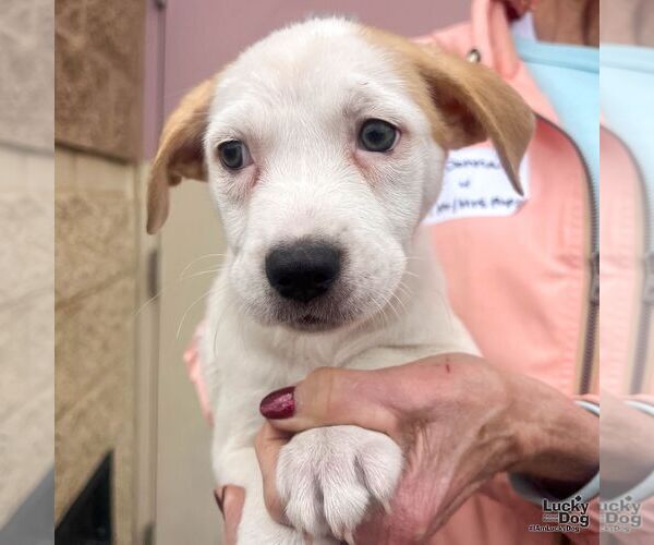 Medium Photo #6 Labrador Retriever-Unknown Mix Puppy For Sale in Washington, DC, USA