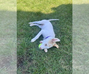 Sofia - Male Mutt Dog for Adoption - Photo #3