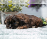 Small Photo #12 Shorkie Tzu Puppy For Sale in BERNE, IN, USA