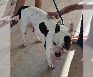 American Staffordshire Terrier-Unknown Mix Dogs for adoption in San Antonio, TX, USA