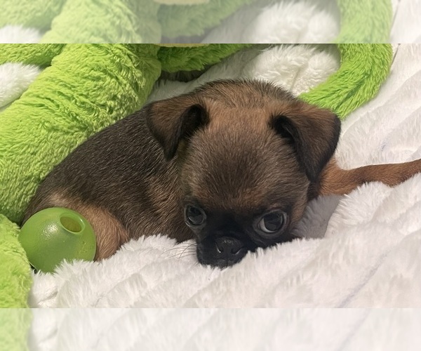 Medium Photo #8 Brussels Griffon Puppy For Sale in LEXINGTON, VA, USA