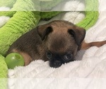 Small Photo #8 Brussels Griffon Puppy For Sale in LEXINGTON, VA, USA