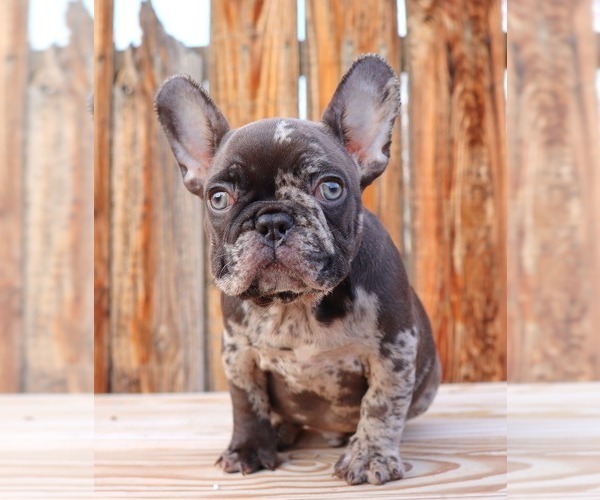 Medium Photo #14 French Bulldog Puppy For Sale in BEVERLY HILLS, CA, USA