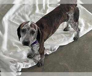 Mutt Dogs for adoption in Westminster, MD, USA