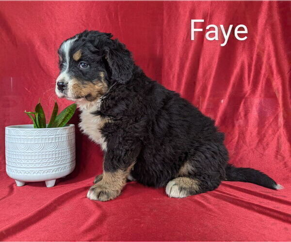 Medium Photo #2 Bernese Mountain Dog Puppy For Sale in CANON CITY, CO, USA