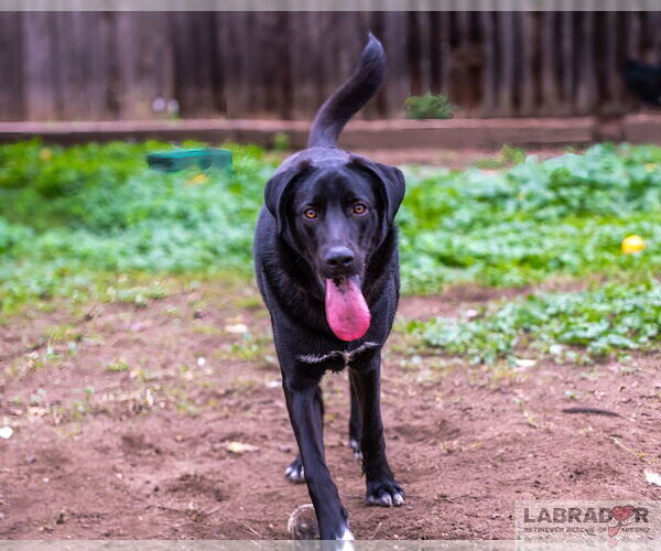 Medium Photo #2 Labrador Retriever-Unknown Mix Puppy For Sale in Clovis, CA, USA