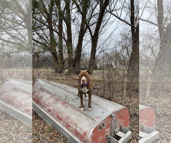 Medium Photo #27 American Pit Bull Terrier-American Staffordshire Terrier Mix Puppy For Sale in Techny, IL, USA
