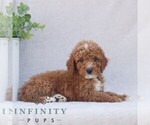 Small #3 Goldendoodle (Miniature)