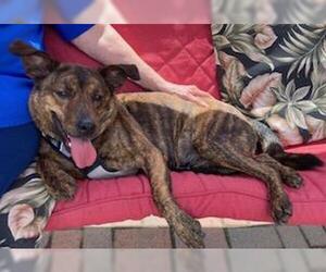 Colonial Cocker Spaniel-Labrador Retriever Mix Dogs for adoption in Coventry, CT, USA