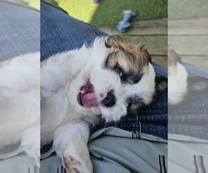 Cava-Tzu Puppy for Sale in KEWAUNEE, Wisconsin USA