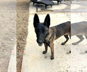 Mutt Dogs for adoption in Imlay City, MI, USA