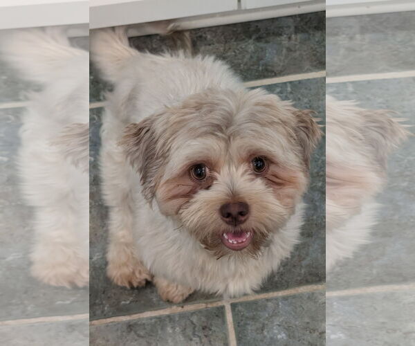 Medium Photo #6 Havashu Puppy For Sale in Greensboro, NC, USA