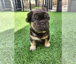 Small #11 French Bulldog