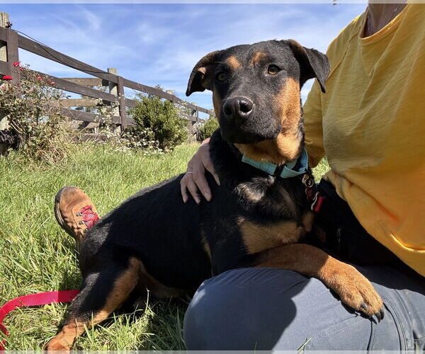 Medium Photo #3 Mutt Puppy For Sale in Sykesville, MD, USA