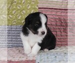 Small Photo #27 Miniature Australian Shepherd Puppy For Sale in HARRISON, OH, USA