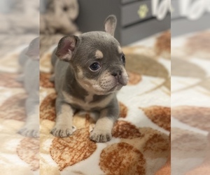 French Bulldog Puppy for sale in LAS VEGAS, NV, USA